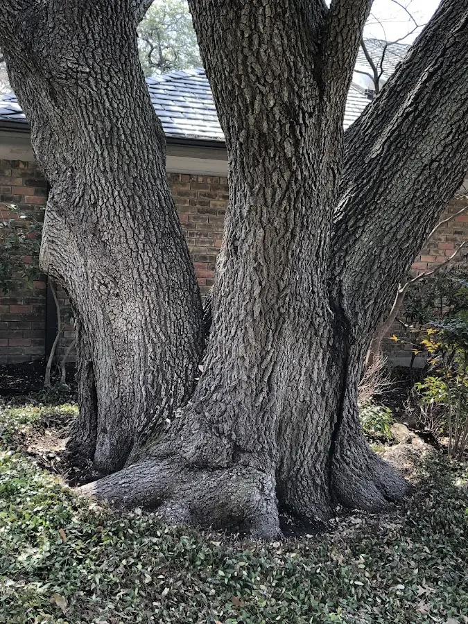 Mature heritage tree close to a Hillsdale property cared for by certified arborists